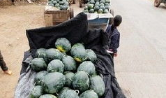 临武吃瓜最新事件爆料,最新爆料揭示惊人内幕